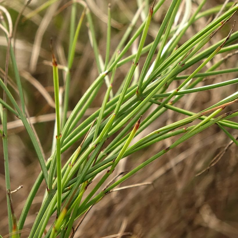 Russelia equisetiformis - Russelie (Foliage)