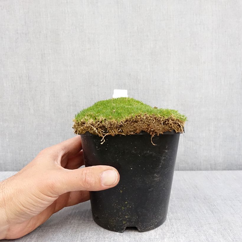 Exemplar von Sagina subulata Green Moss - Pfriemblättriges Mastkraut Topf mit 1,5L/2L wie im Frühjahr geliefert