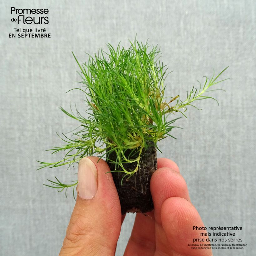 Exemplar von Sagina subulata Scottish Moss - Pfriemblättriges Mastkraut Mini-Plug Ø 1,5/2,5 cm wie im Herbst geliefert