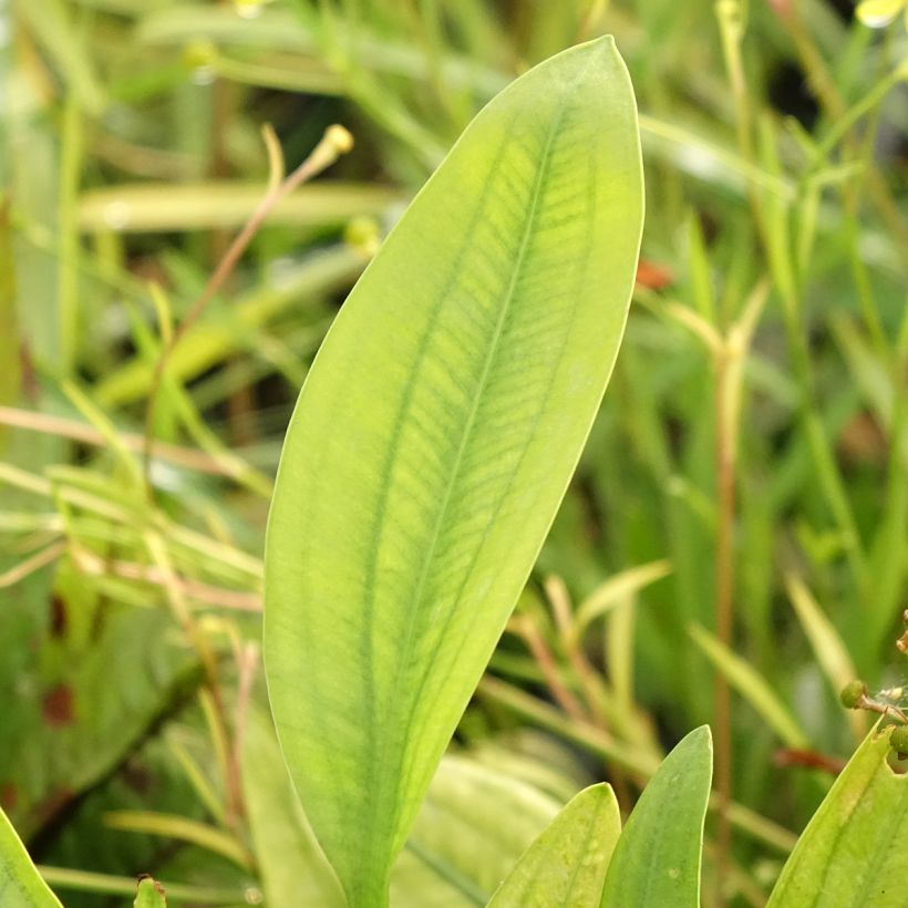 Sagittaria graminea - Grasblättriges Pfeilkraut (Foliage)