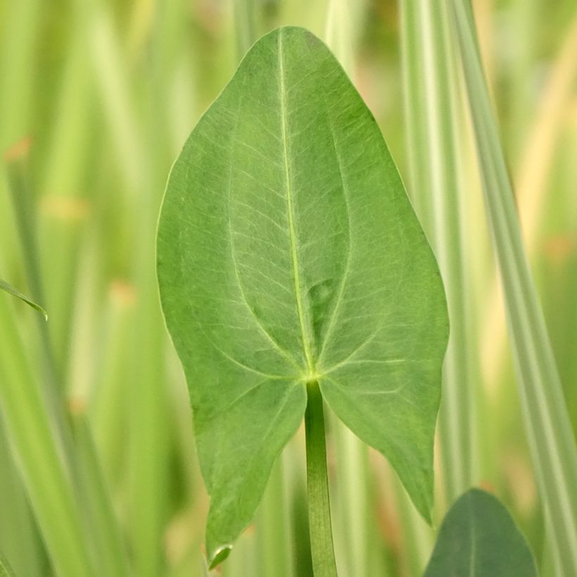 Sagittaria latifolia - Breitblättriges Pfeilkraut (Laub)