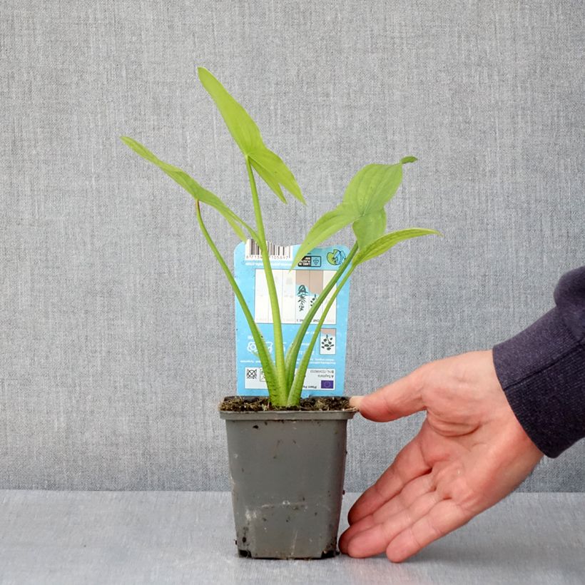 Exemplar von Sagittaria latifolia - Breitblättriges Pfeilkraut Kleine Töpfe von 8/9 cm wie im Frühjahr geliefert