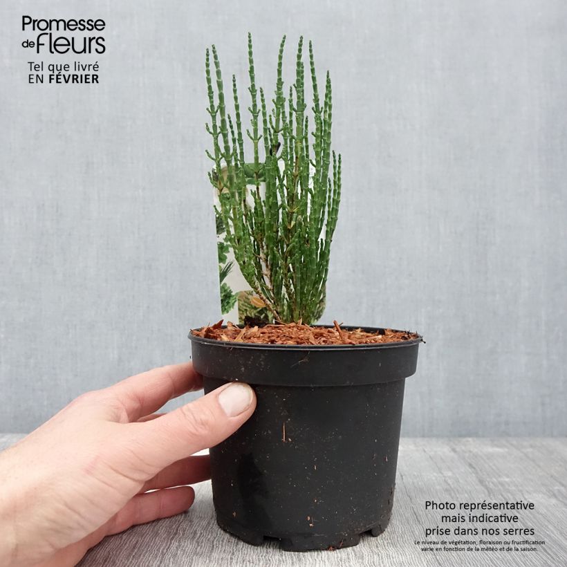 Exemplar von Salicorne d'Europe, Cornichon de mer - Salicornia europaea Pot de 1,5L/2L wie im Winter geliefert