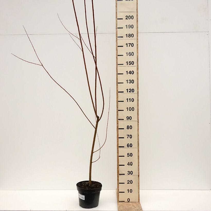 Exemplar von Silber-Weide Strachowo - White Willow, Common Willow Topf mit 7,5L/10L wie im Winter geliefert