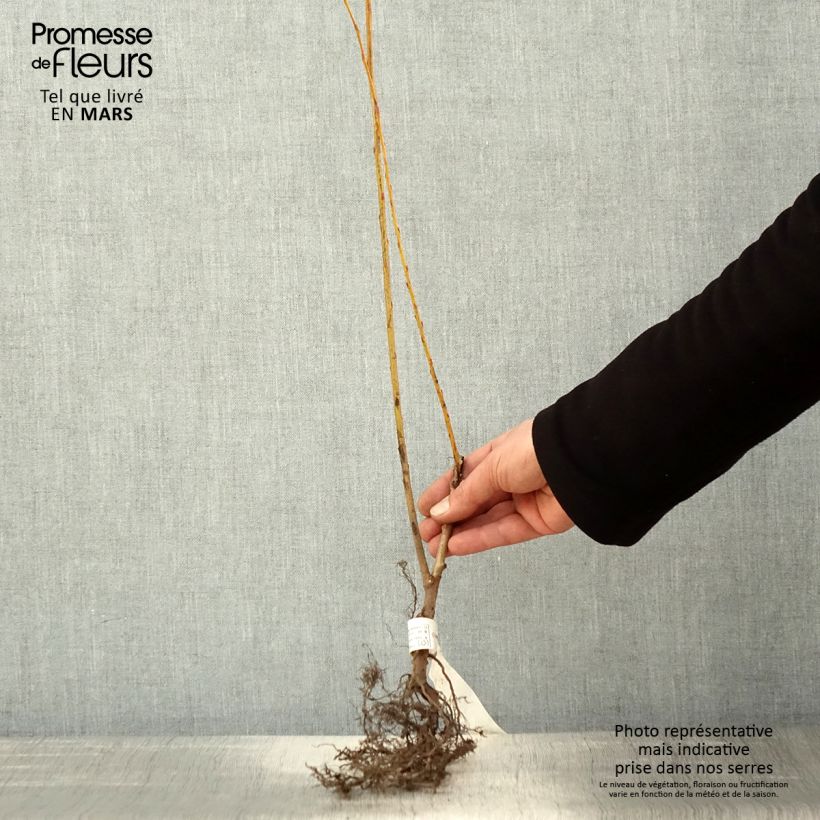 Exemplar von Silber-Weide var. Vitellina - Salix alba Wurzelnackt wie im Frühjahr geliefert