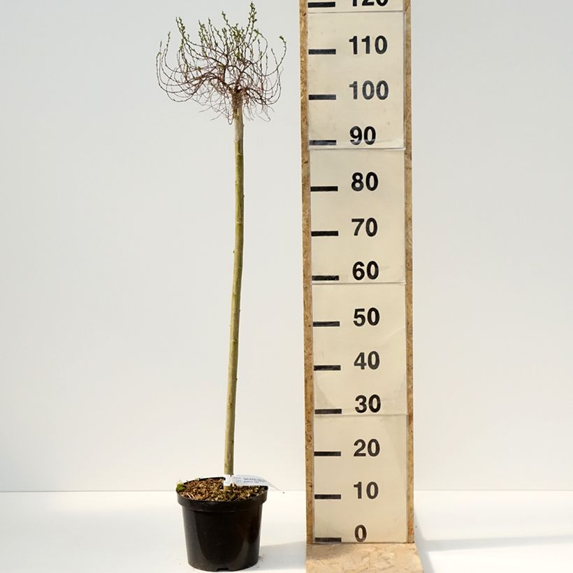 Example of Arktische Weide Yalta - Salix arctica Topf mit 4L/5L, Stamm as you get in printemps