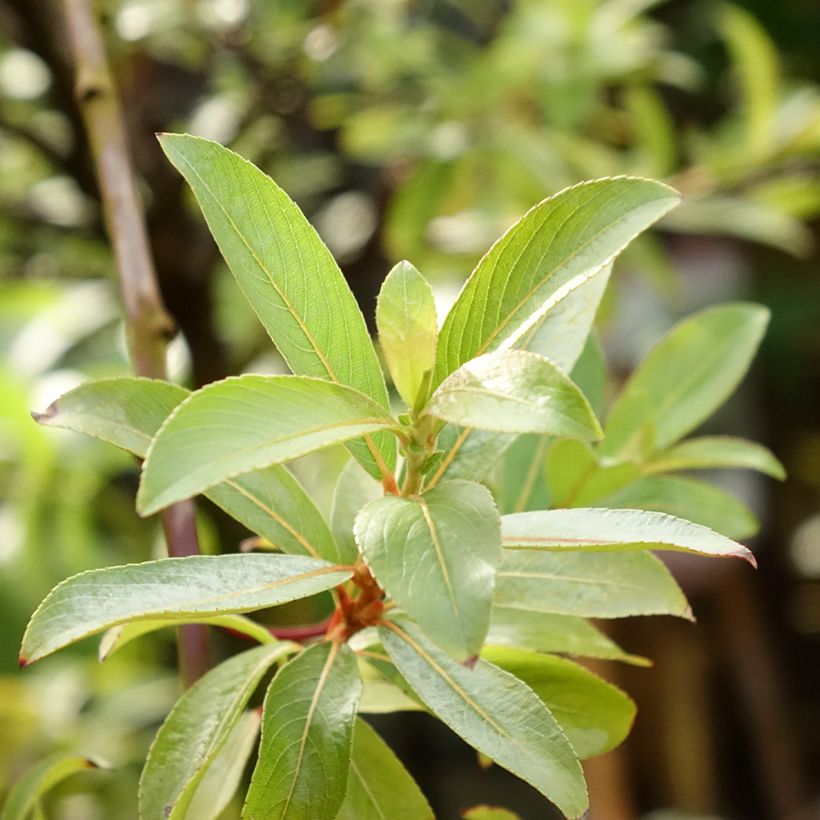 Rosa Riesen-Salweide Mount Aso - Salix gracilistyla (Foliage)