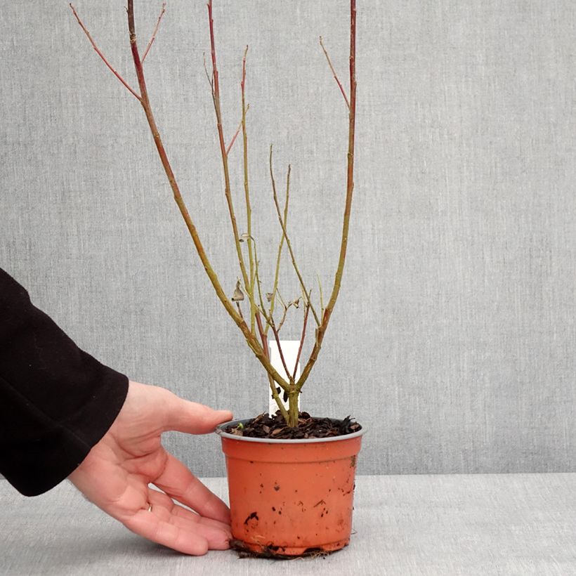 Exemplar von Salix chaenomeloides Mount Aso - Saule japonais Godet de 8/9 cm wie im Winter geliefert