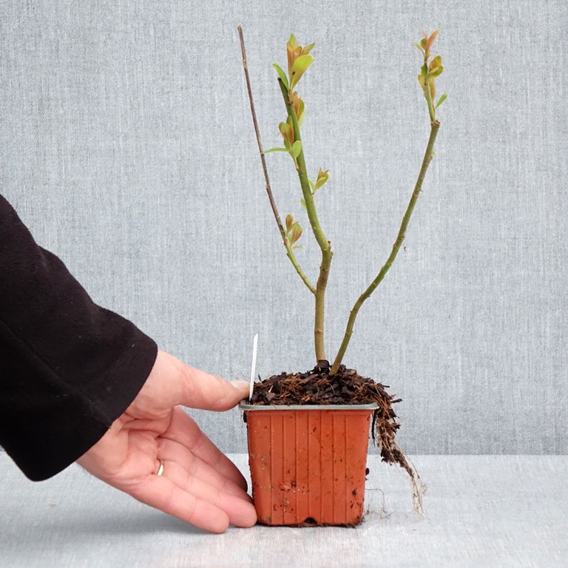 Example of Rosa Riesen-Salweide Mount Aso - Salix gracilistyla Kleine Töpfe von 8/9 cm as you get in printemps