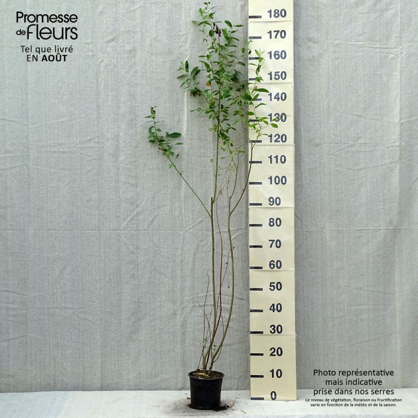 Exemplar von Aschgraue Weide - Salix cinerea Topf mit 2L/3L wie im Sommer geliefert