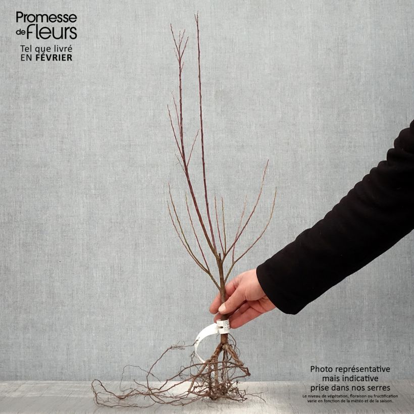 Example of Schmalblättrige Lavendel-Weide Angustifolia - Salix elaeagnos subsp. angustifolia Wurzelnackt as you get in hiver