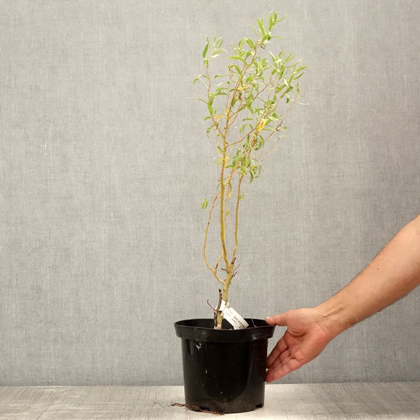Exemplar von Lockenweide - Salix erythroflexuosa Topf mit 3L/4L wie im Sommer geliefert