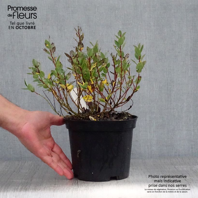 Exemplar von Spieß-Weide Wehrhahnii - Salix hastata Topf mit 2L/3L wie im Herbst geliefert