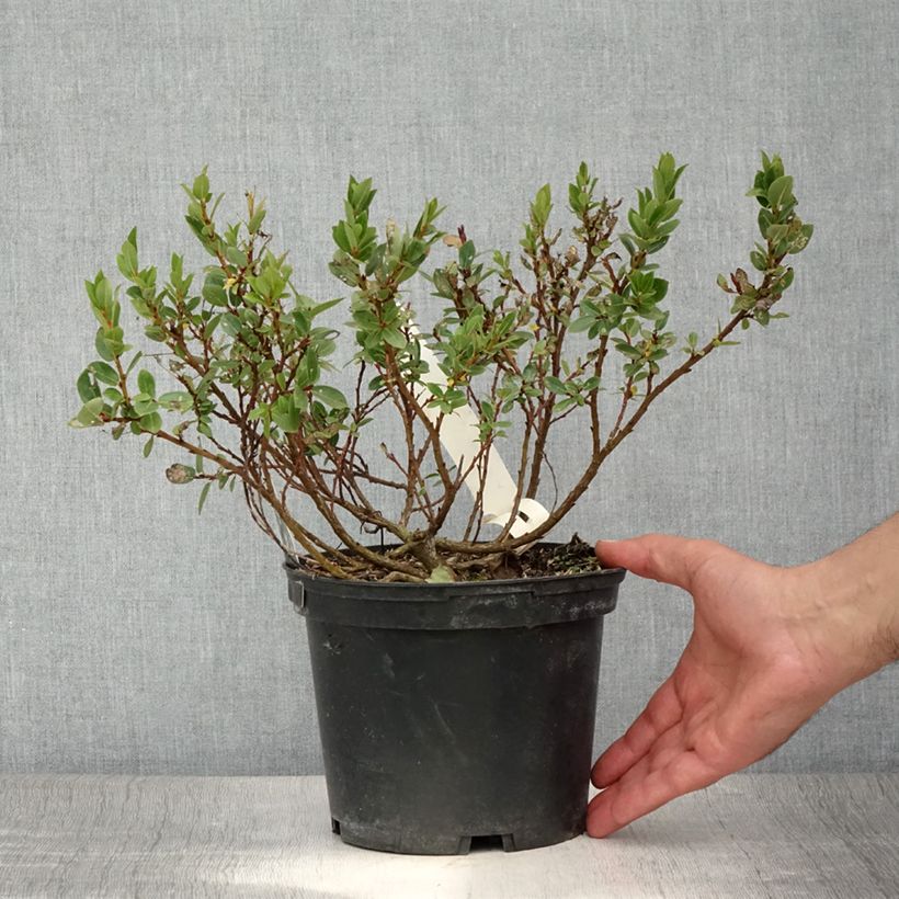 Exemplar von Spieß-Weide Wehrhahnii - Salix hastata Topf mit 2L/3L wie im Sommer geliefert