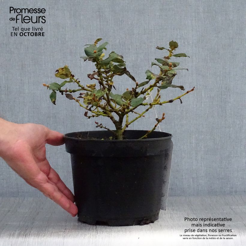 Exemplar von Filzige Weide - Salix lanata Topf mit 2L/3L wie im Herbst geliefert