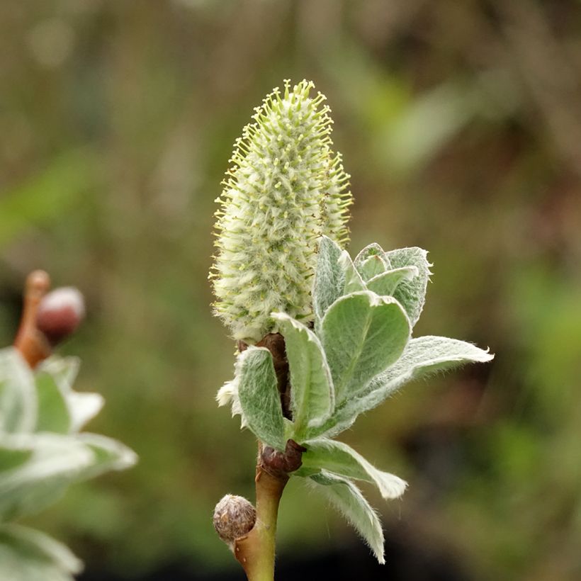 Filzige Weide - Salix lanata (Blüte)