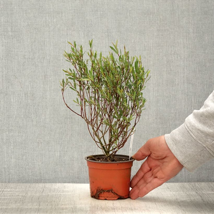 Example of Purpur-Weide Nana - Salix purpurea Kleine Töpfe von 8/9 cm as you get in printemps