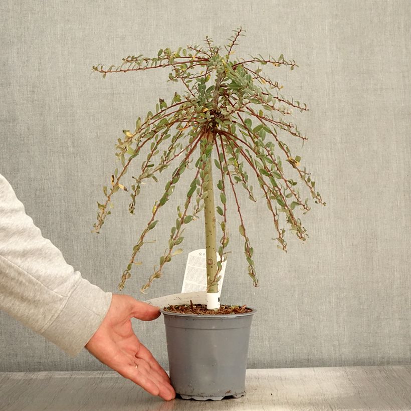 Exemplar von Salix repens Armando - Saule rampant Pot de 1,5L/2L, Mini-tige, Tige de 30 cm wie im Herbst geliefert