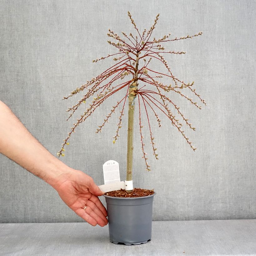 Exemplar von Kriech-Weide Armando - Salix repens Topf mit 1,5L/2L, Mini-Stammrose wie im Frühjahr geliefert