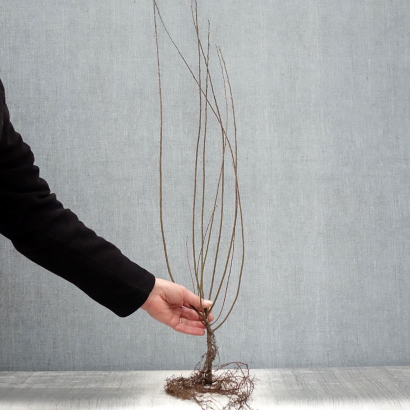 Exemplar von Kriech-Weide - Salix repens Wurzelnackt, Strauch wie im Winter geliefert