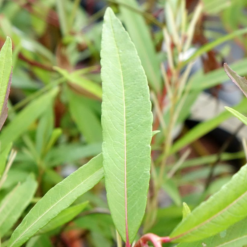 Drachenweide Sekka - Salix sachalinensis (Laub)