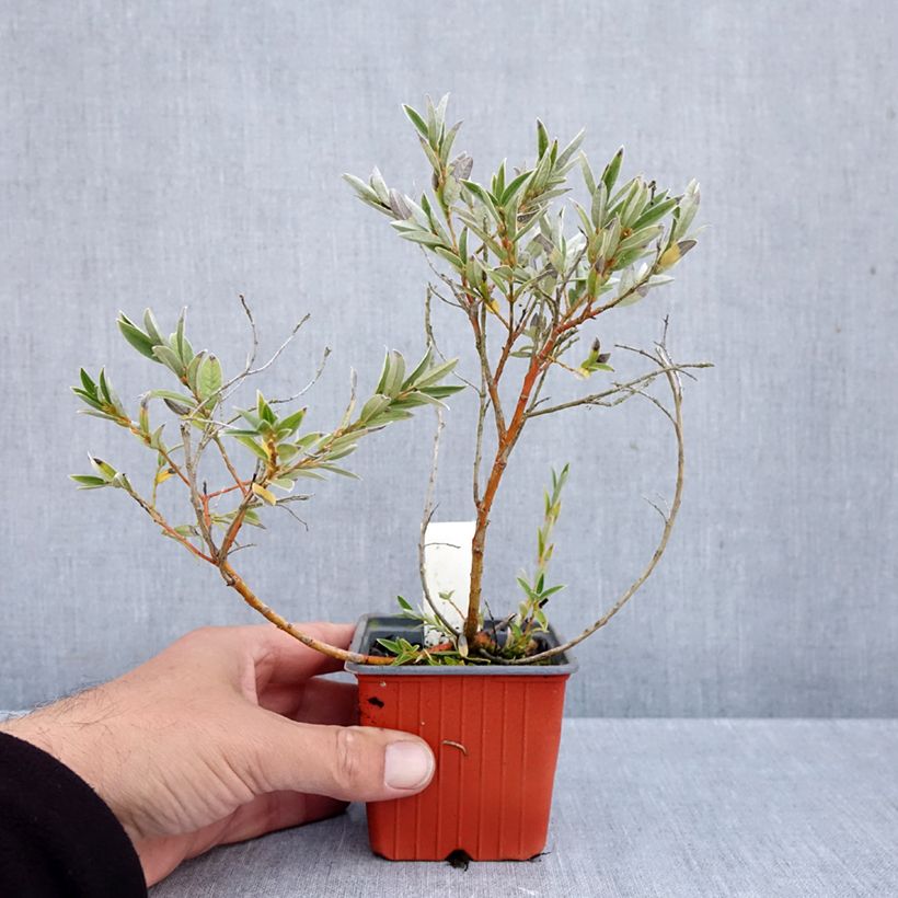 Exemplar von Zwerg-Zierweide - Salix subopposita Kleine Töpfe von 8/9 cm wie im Herbst geliefert