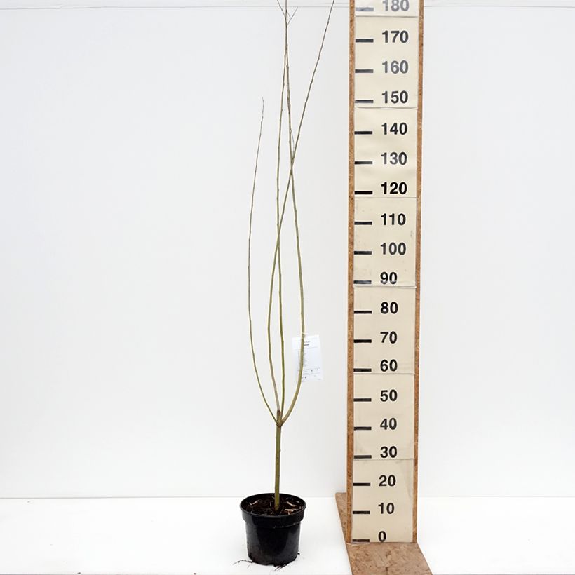 Example of Knack-Weide Bullata - Salix x fragilis Topf mit 4L/5L as you get in hiver