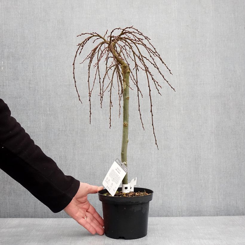 Exemplar von Salix (x) simulatrix - Saule nain Pot de 2L/3L, Tige, Tige de 40 cm wie im Winter geliefert