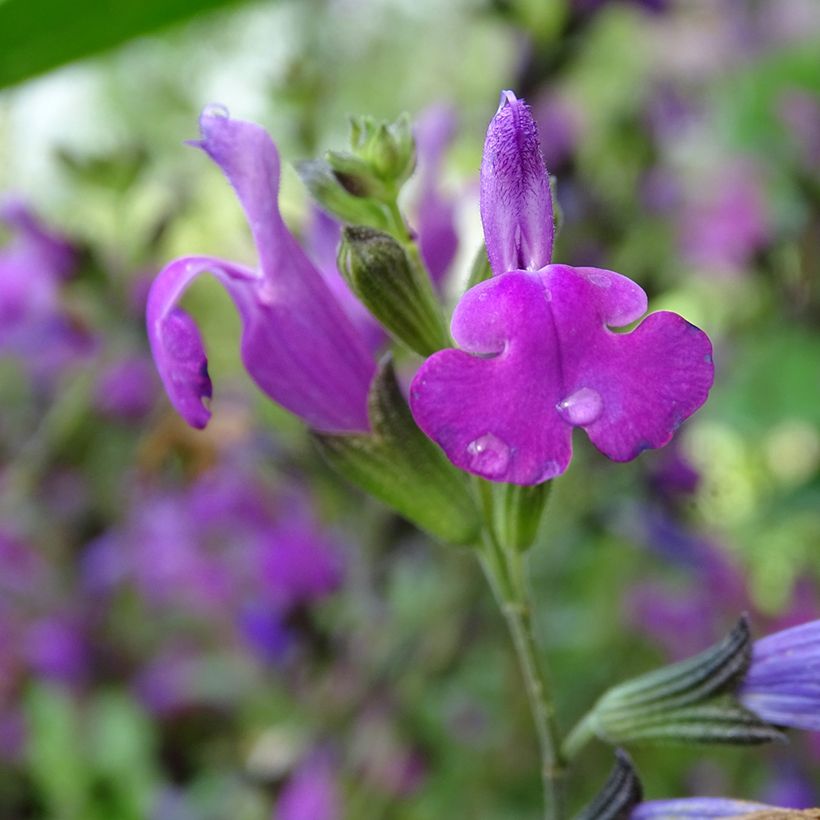 Salvia greggii ARCTIC BLAZE Purple - Strauchiger Salbei (Blüte)