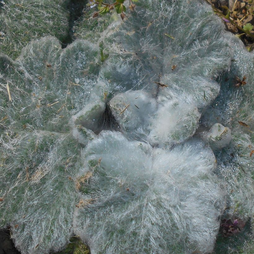 Salvia argentea - Silber-Salbei (Foliage)