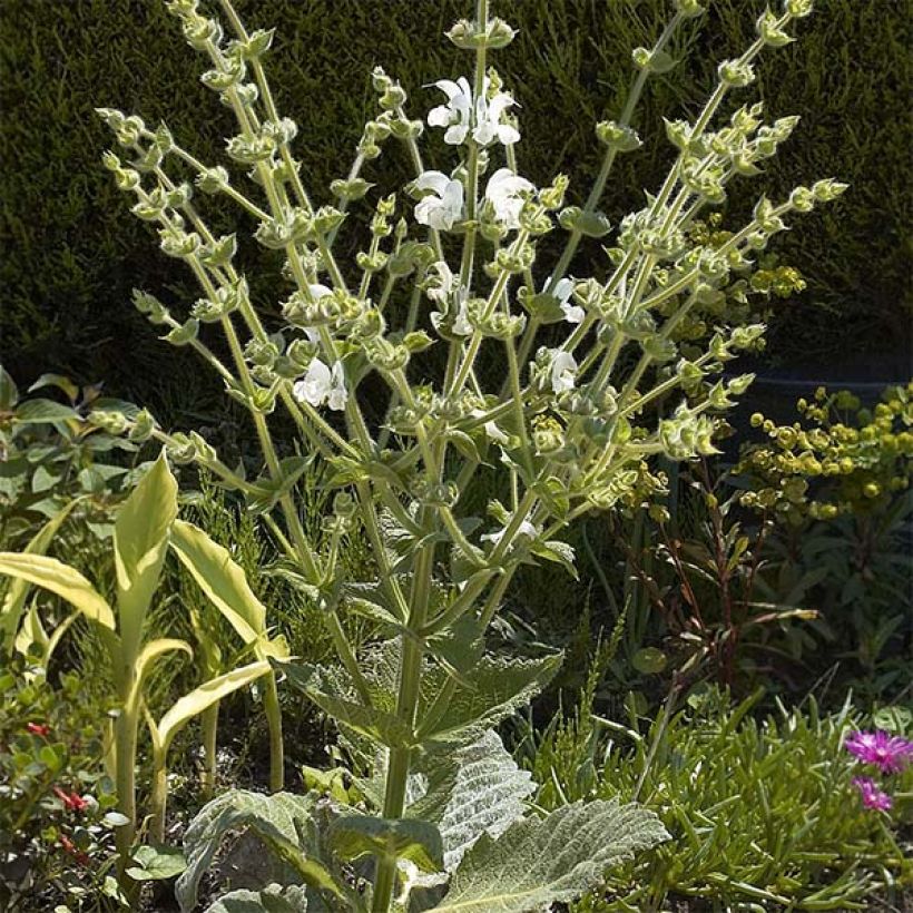 Salvia argentea - Silber-Salbei (Plant habit)