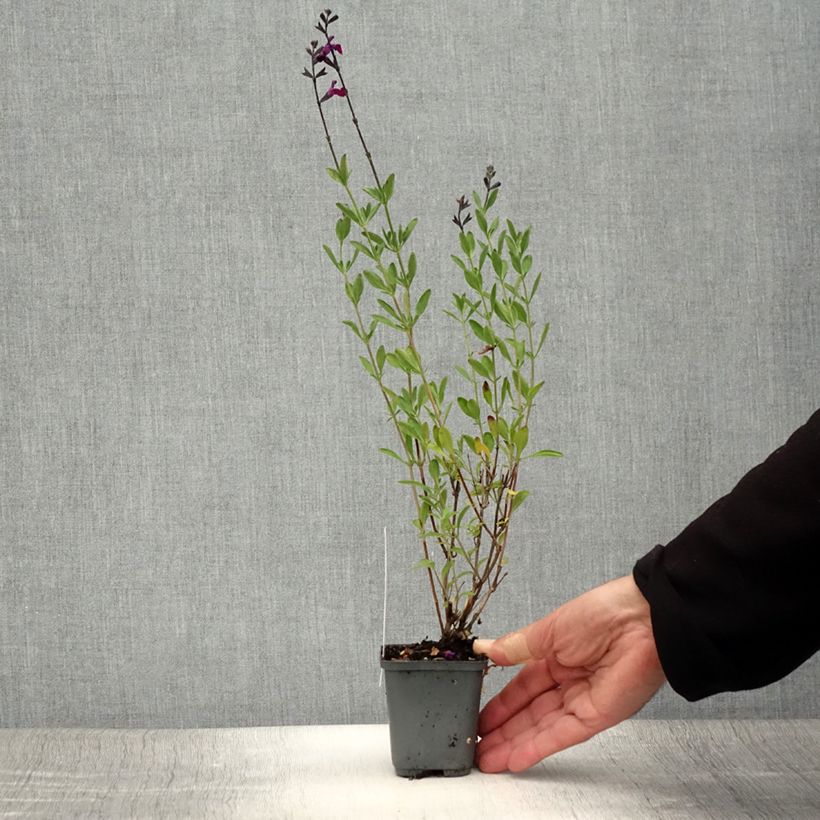 Exemplar von Salvia jamensis Violette de Loire Kleine Töpfe von 7/8 cm wie im Sommer geliefert