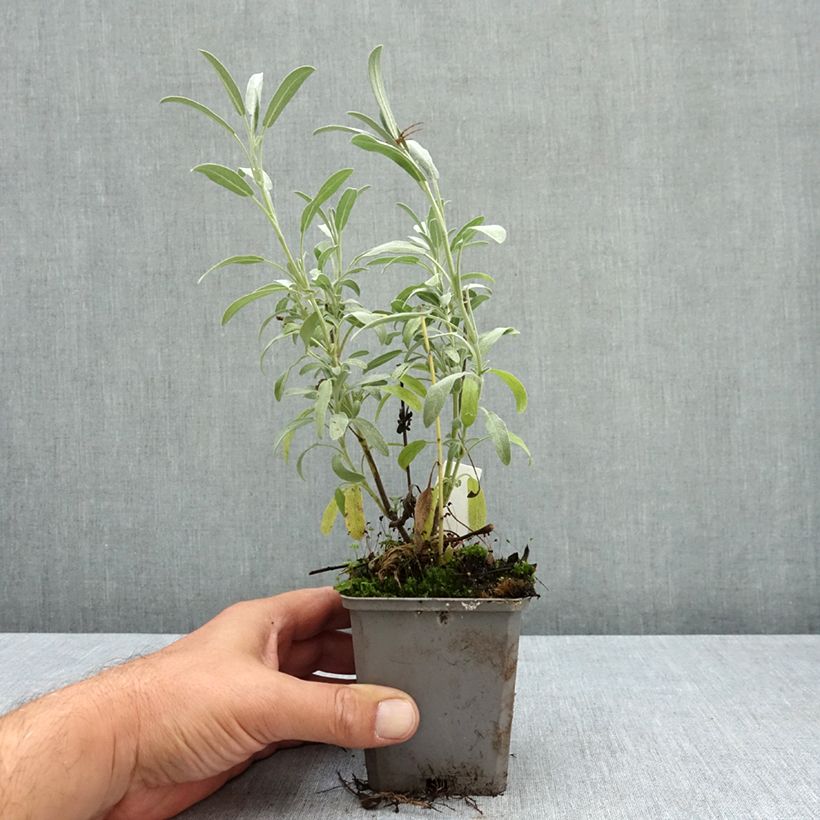 Exemplar von Lavendelblättriger Salbei - Salvia lavandulifolia Kleine Töpfe von 8/9 cm wie im Sommer geliefert