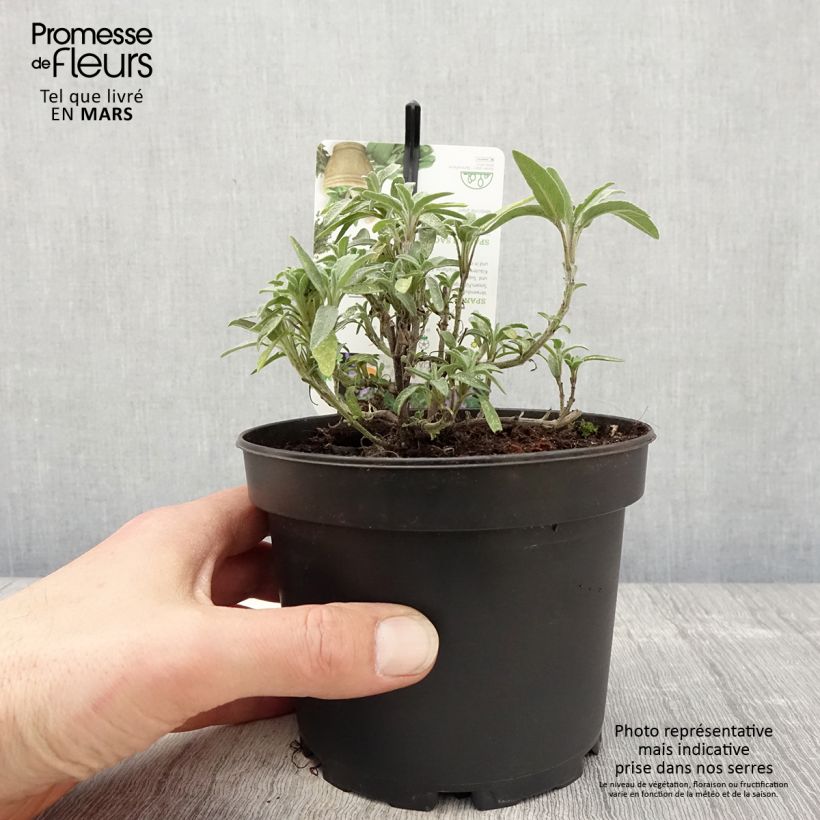 Example of Lavendelblättriger Salbei - Salvia lavandulifolia Topf mit 1,5L/2L as you get in printemps