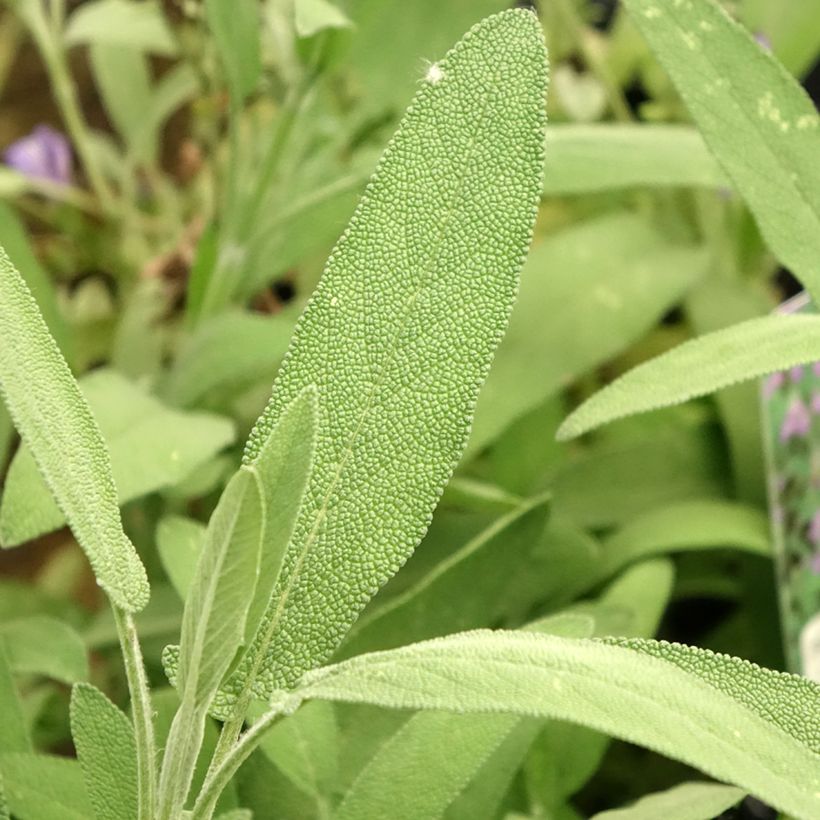 Lavendelblättriger Salbei - Salvia lavandulifolia (Foliage)