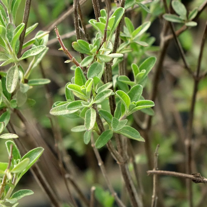 Salvia Delice Fiona - Ziersalbei (Foliage)