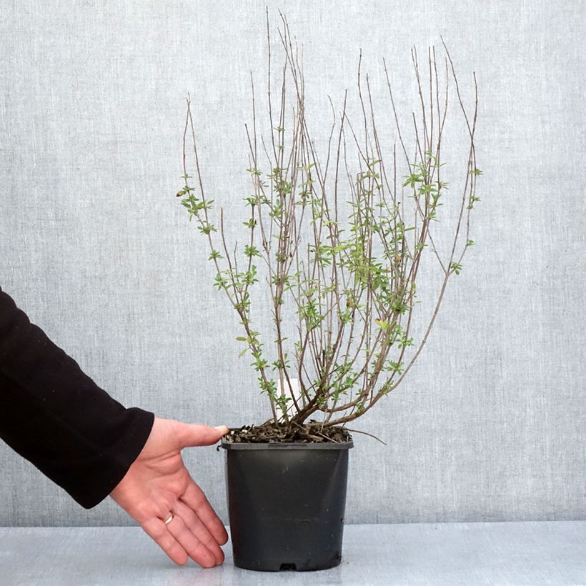 Example of Salvia Delice Fiona - Ziersalbei Topf mit 2L/3L as you get in printemps