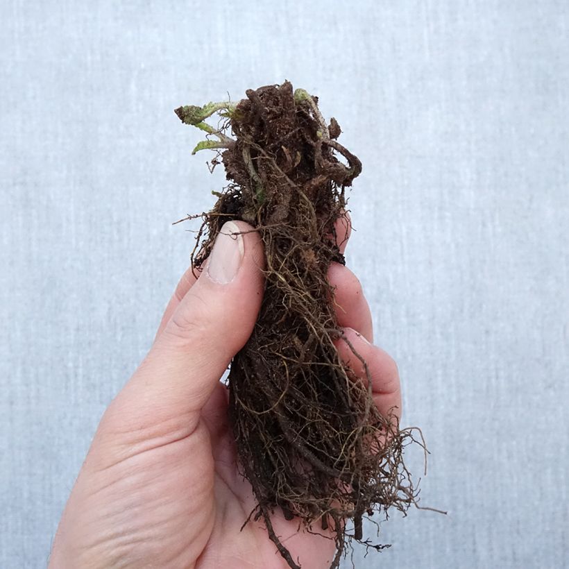 Example of Salvia nemorosa Blauhügel - Steppen-Salbei Wurzelnackt as you get in hiver