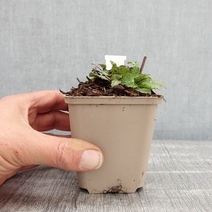 Example of Salvia nemorosa Blue Bouquetta - Steppen-Salbei Kleine Töpfe von 8/9 cm as you get in printemps