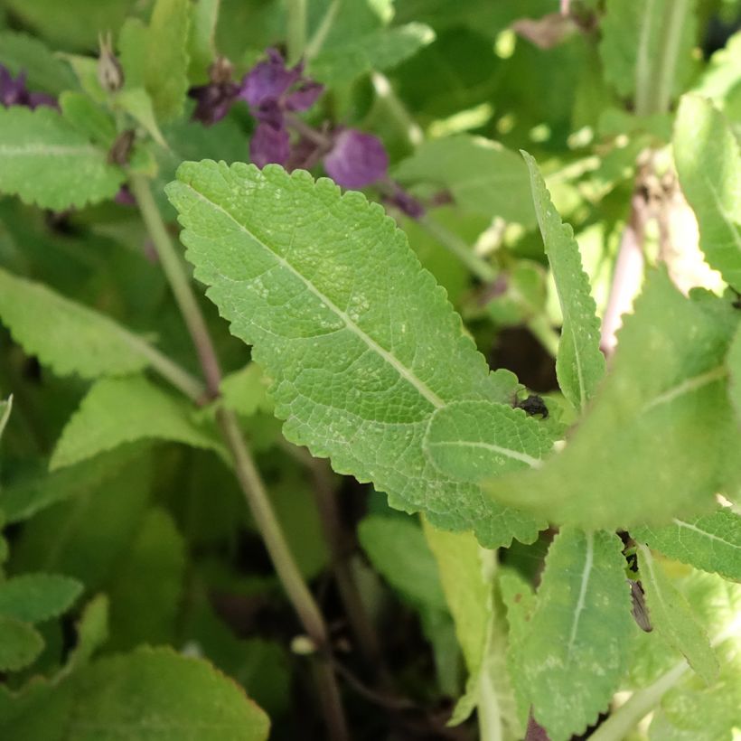 Salvia nemorosa Blue Marvel - Steppen-Salbei (Laub)