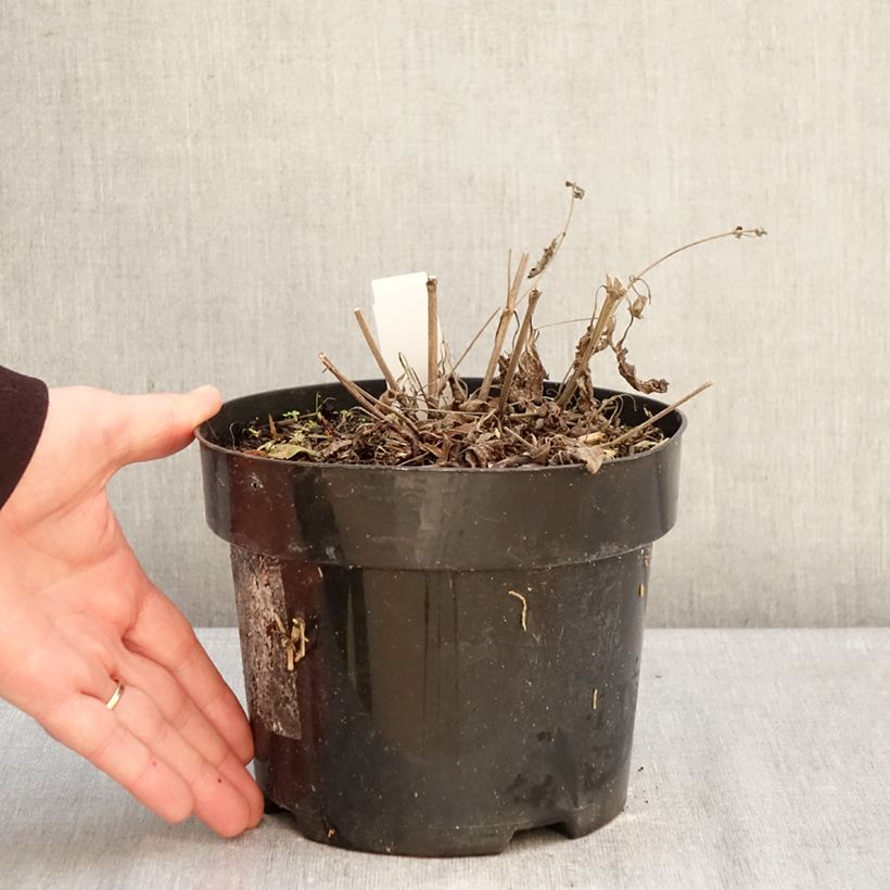 Exemplar von Salvia nemorosa Blue Marvel - Steppen-Salbei Topf mit 2L/3L wie im Winter geliefert