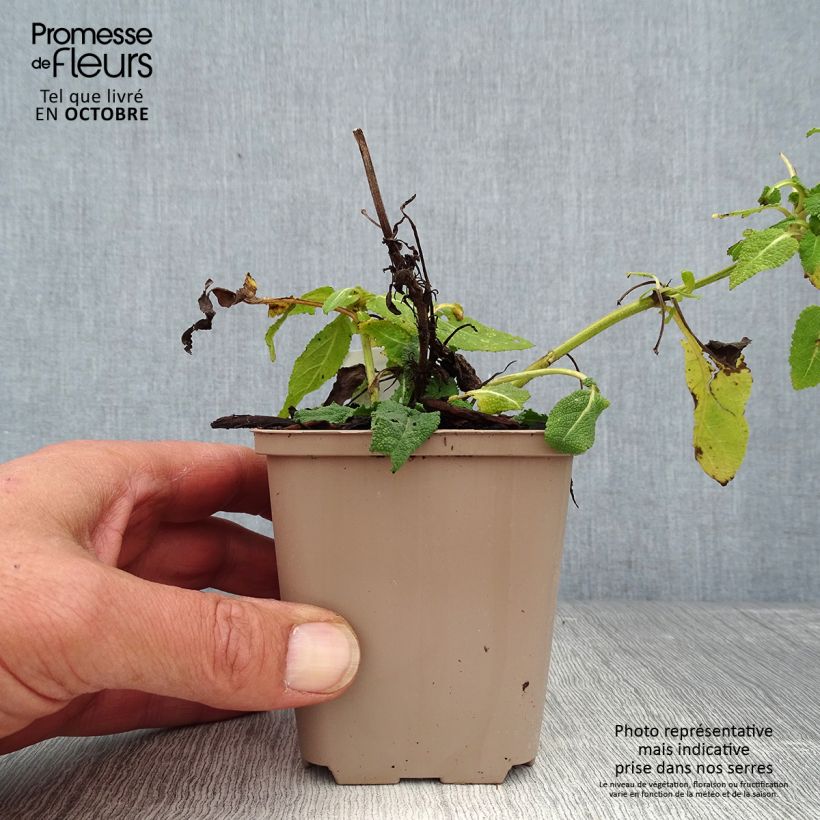 Exemplar von Salvia nemorosa Bumblesky Godet de 8/9 cm wie im Herbst geliefert
