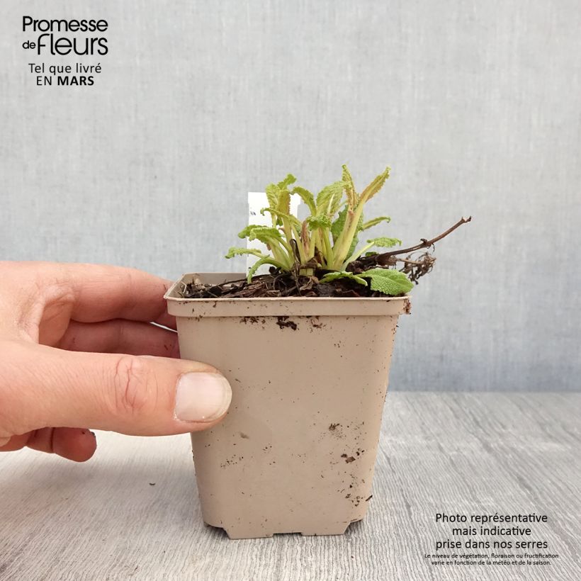 Example of Salvia nemorosa Bumblesky - Steppen-Salbei Kleine Töpfe von 8/9 cm as you get in printemps