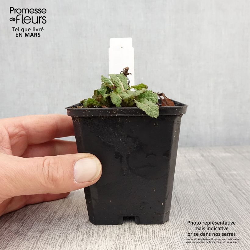 Example of Salvia nemorosa Caradonna Compact - Steppen-Salbei Kleine Töpfe von 8/9 cm as you get in printemps