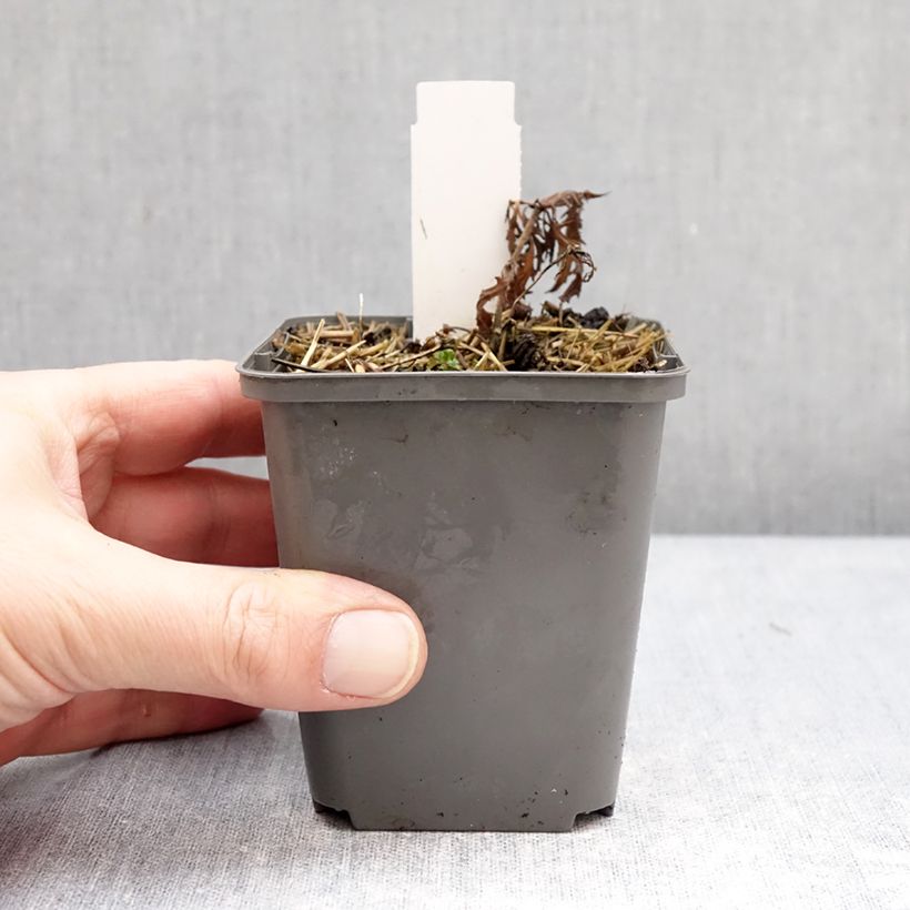 Example of Salvia nemorosa Feathers Flamingo - Steppen-Salbei Kleine Töpfe von 7/8 cm as you get in hiver