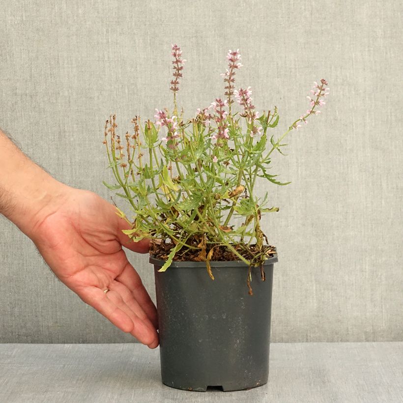 Exemplar von Salvia nemorosa Feathers Flamingo - Steppen-Salbei Topf mit 1L/1,5L wie im Sommer geliefert