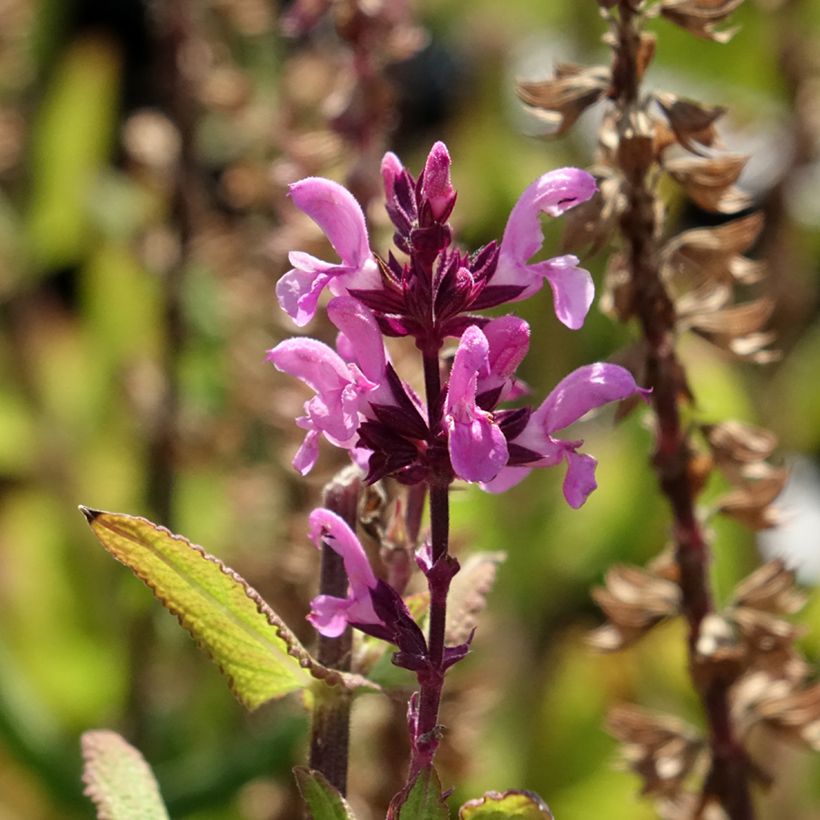 Salvia sylvestris Katsjing - Steppen-Salbei (Flowering)
