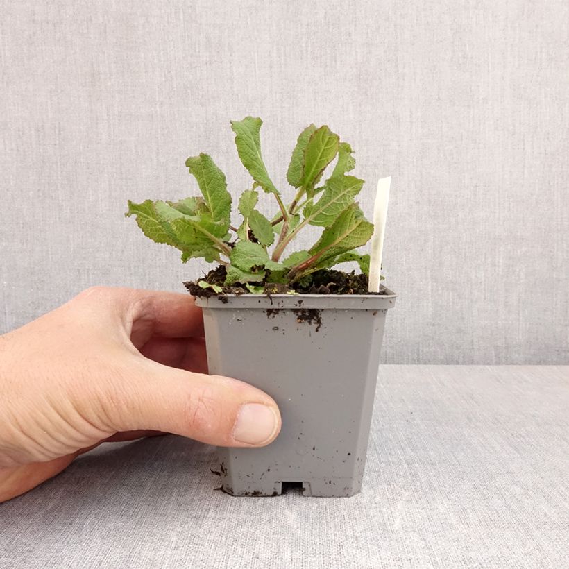 Example of Salvia sylvestris Katsjing - Steppen-Salbei Kleine Töpfe von 8/9 cm as you get in printemps