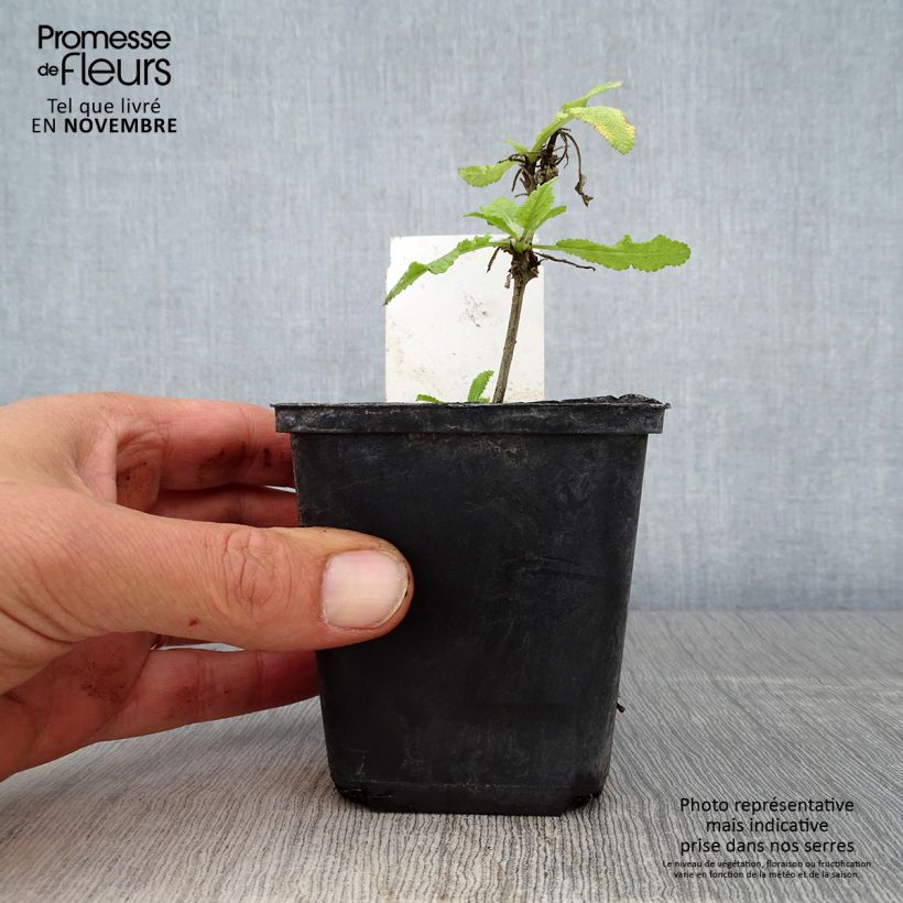 Exemplar von Salvia nemorosa Marcus Haeumanarc - Sauge des bois Godet de 8/9 cm wie im Herbst geliefert
