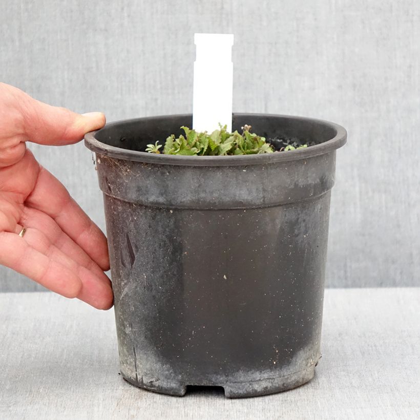 Exemplar von Salvia nemorosa Marcus - Steppen-Salbei Topf mit 2L/3L wie im Frühjahr geliefert